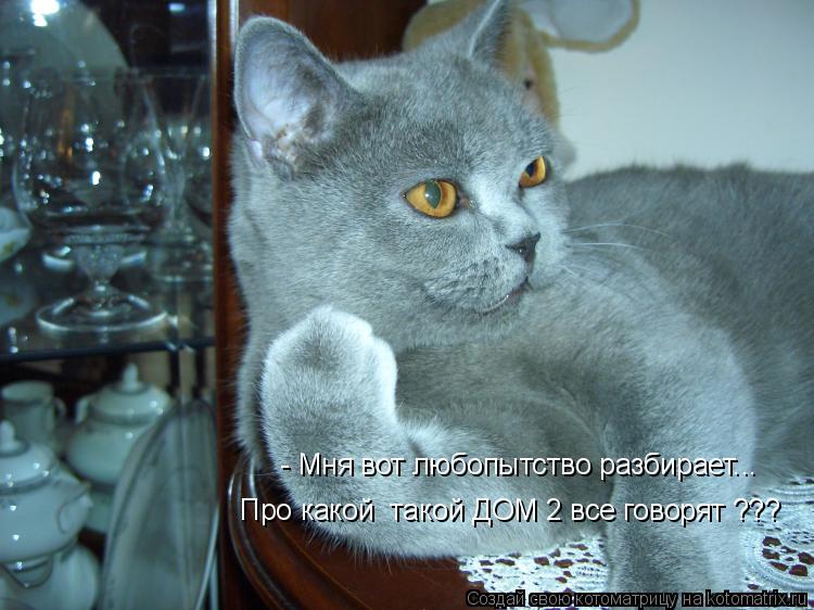 Котоматрица: - Мня вот любопытство разбирает... Про какой  такой ДОМ 2 все говорят ???