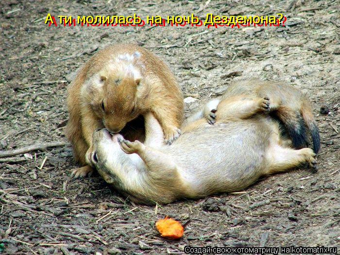 Котоматрица: А ти молиласЬ на ночЬ Дездемона? А ти молиласЬ на ночЬ Дездемона?
