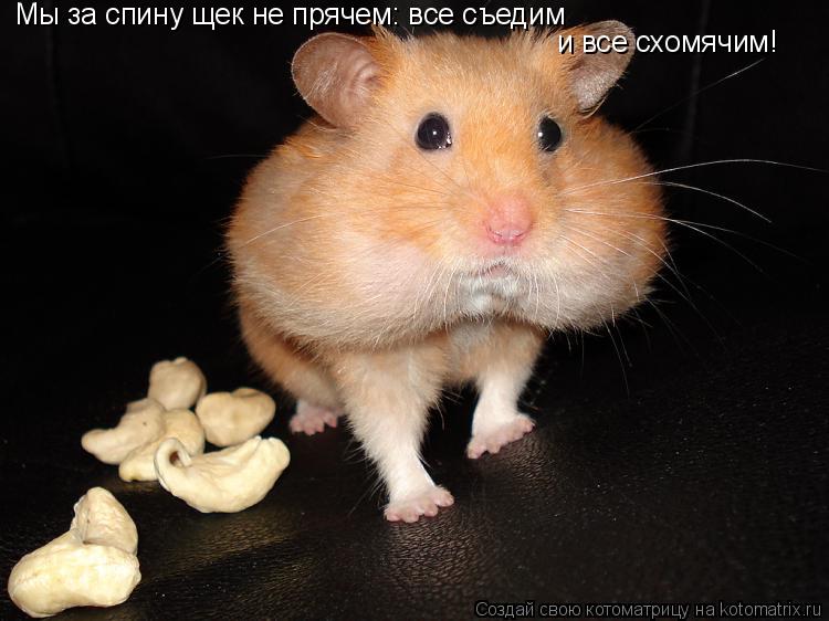 Мы за спину щек не прячем: все съедим и все схомячим!... Котоматрица: Мы за спину щек не прячем: все съедим и все схомячим!