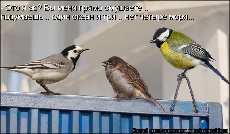 Котоматрица: - Это я ас? Вы меня прямо смущаете... подумаешь... один океан и три... нет четыре моря...