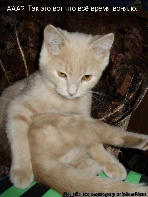 Котоматрица: ААА? Так это вот что всё время воняло.