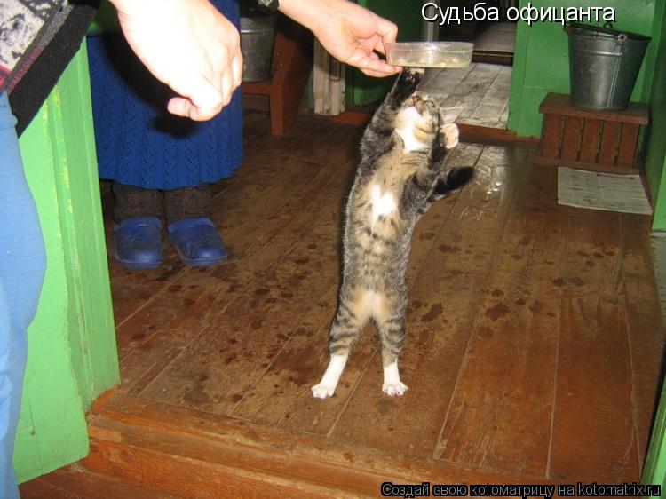 Судьба офицанта... Котоматрица: Судьба офицанта