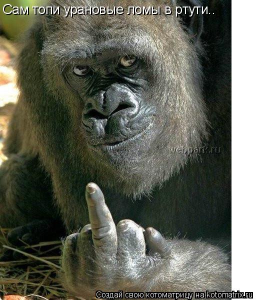 Котоматрица: Сам топи урановые ломы в ртути..