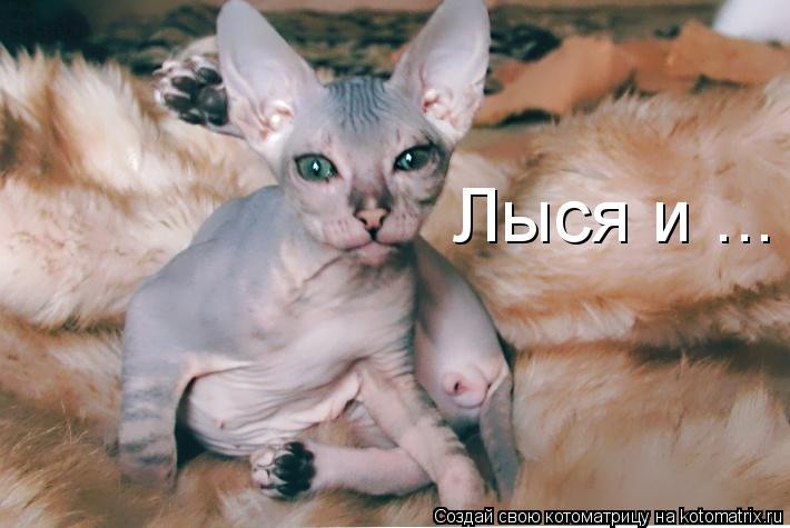 Котоматрица: Лыся и ...