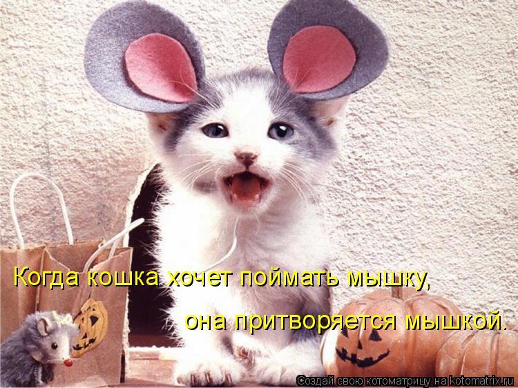Когда кошка хочет поймать мышку, она притворяется мышкой.... Котоматрица: Когда кошка хочет поймать мышку, она притворяется мышкой.