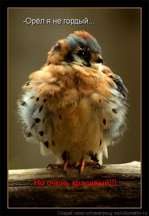 Котоматрица: -Орёл я не гордый... Но очень красивый!!!