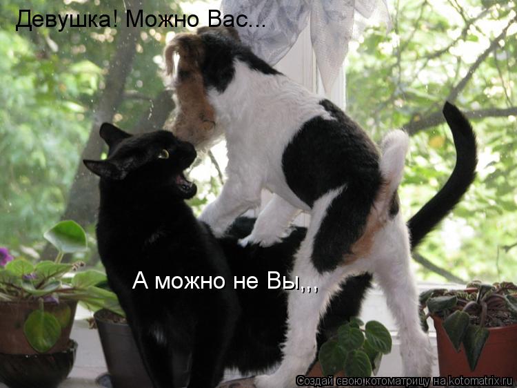 Котоматрица: Девушка! Можно Вас... А можно не Вы,,,