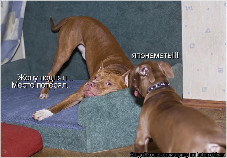 Котоматрица: Жопу поднял... Место потерял... японамать!!!