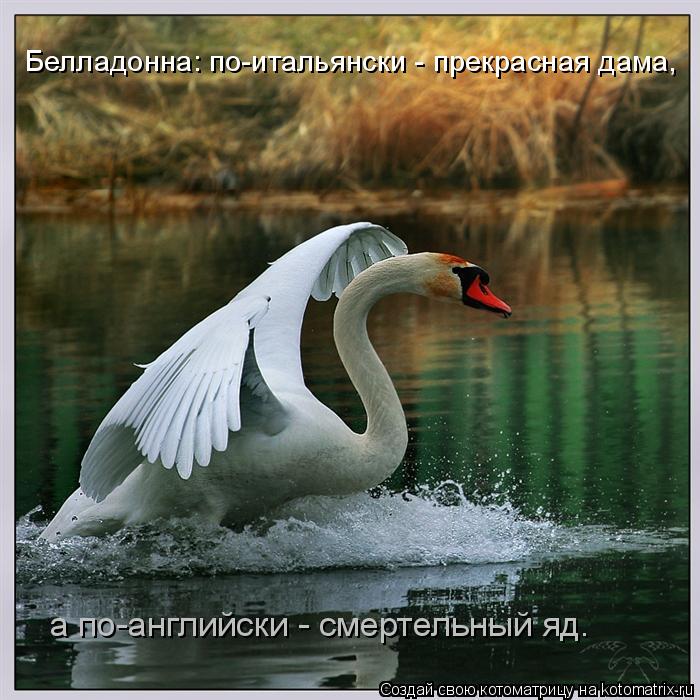 Котоматрица: Белладонна: по-итальянски - прекрасная дама,  а по-английски - смертельный яд.