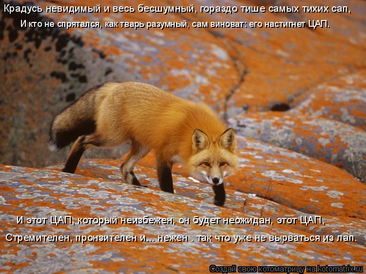 Котоматрица: Крадусь невидимый и весь бесшумный, гораздо тише самых тихих сап, И кто не спрятался, как тварь разумный, сам виноват: его настигнет ЦАП. И эт