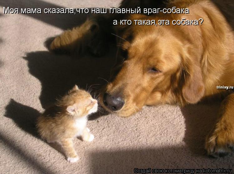 Котоматрица: Моя мама сказала,что наш главный враг-собака а кто такая,эта собака?