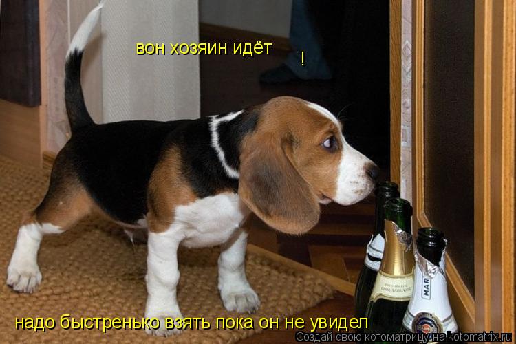 Котоматрица: вон хозяин идёт ! надо быстренько взять пока он не увидел