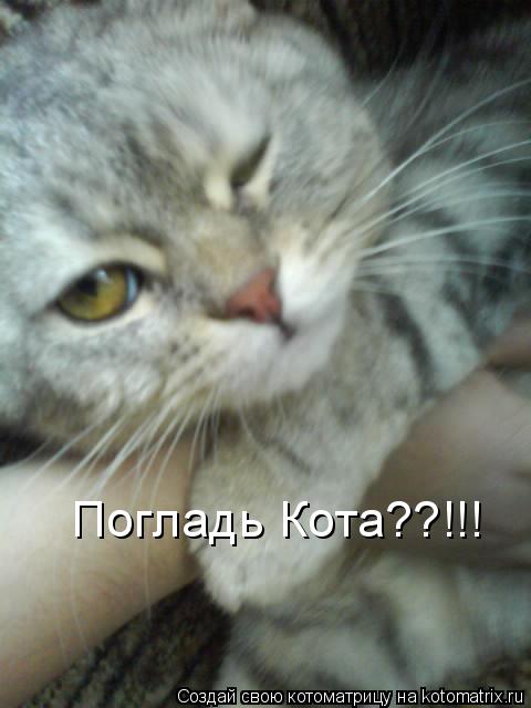 Котоматрица: Погладь Кота??!!!