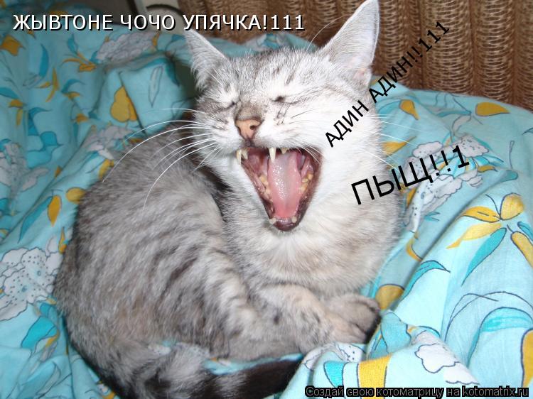 ЖЫВТОНЕ ЧОЧО УПЯЧКА!111 АДИН АДИН!!111 ПЫЩ!!1... Котоматрица: ЖЫВТОНЕ ЧОЧО УПЯЧКА!111 АДИН АДИН!!111 ПЫЩ!!1