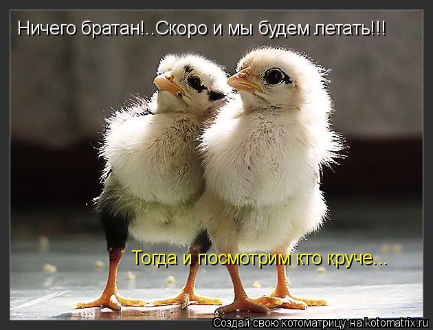 Котоматрица: Ничего братан!..Скоро и мы будем летать!!! Тогда и посмотрим кто круче...
