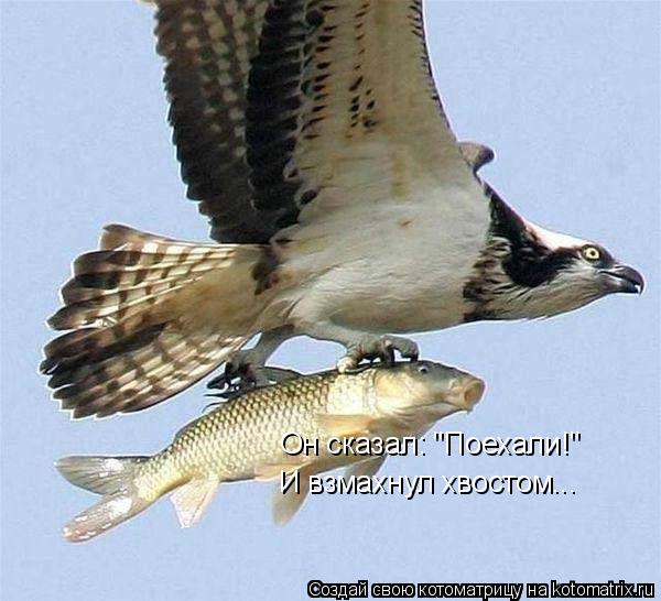 Котоматрица: Он сказал: "Поехали!" И взмахнул хвостом...