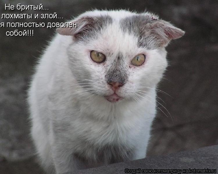 Не бритый... лохматы и злой... я полностью доволен собой!!!... Котоматрица: Не бритый... лохматы и злой... я полностью доволен собой!!!