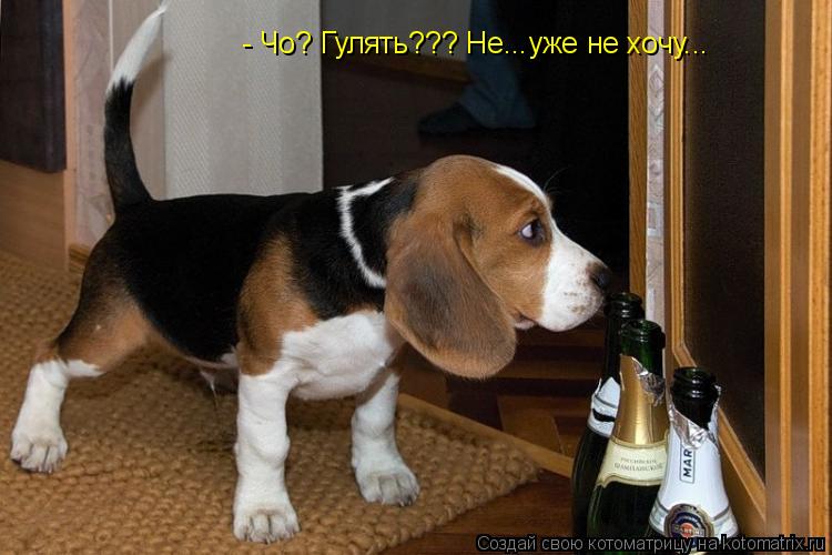 Котоматрица: - Чо? Гулять??? Не...уже не хочу...