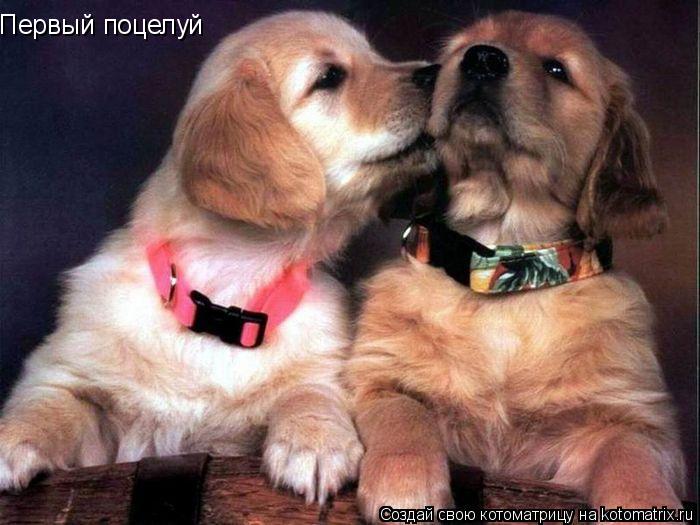 Котоматрица: Первый поцелуй