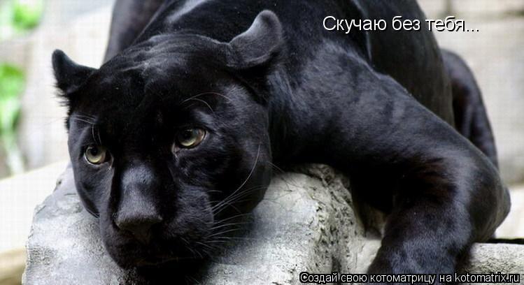 Котоматрица: Скучаю без тебя...