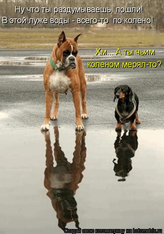 Хм... А ты чьим коленом мерял-то? В этой луже воды - всего-то по колено! Ну что ты раздумываешь, по... Котоматрица: Хм... А ты чьим коленом мерял-то? В этой луже воды - всего-то по колено! Ну что ты раздумываешь, пошли!