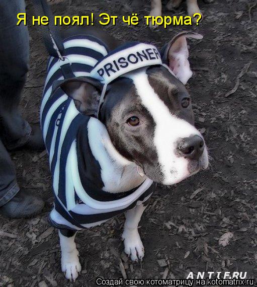 Я не поял! Эт чё тюрма?... Котоматрица: Я не поял! Эт чё тюрма?