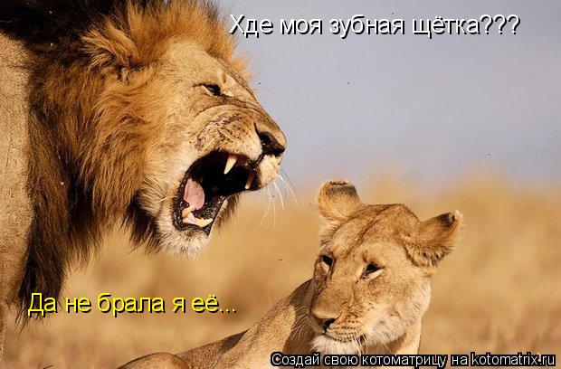 Котоматрица: Хде моя зубная щётка??? Да не брала я её...