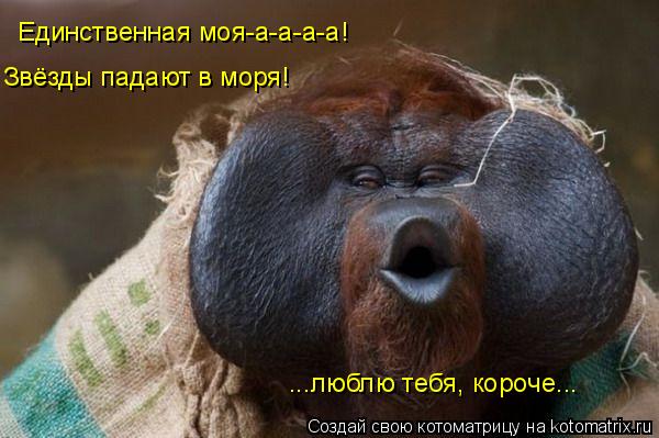 Котоматрица: Единственная моя-а-а-а-а! Звёзды падают в моря! ...люблю тебя, короче...