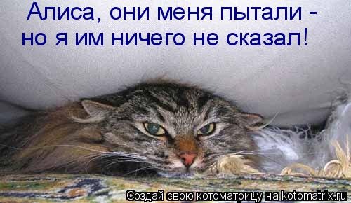 Котоматрица: Алиса, они меня пытали - но я им ничего не сказал!