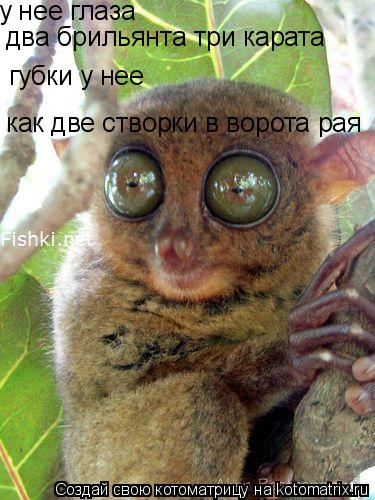 Котоматрица: у нее глаза губки у нее  как две створки в ворота рая два брильянта три карата