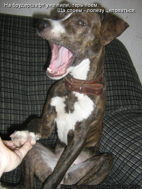 Котоматрица: На брудершафт уже пили, терь поем. Ща споем - полезу целоваться.
