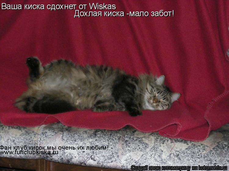 Котоматрица: Ваша киска сдохнет от Wiskas Дохлая киска -мало забот! Фан клуб кисок,мы очень их любим! www.funclubkiska.ru