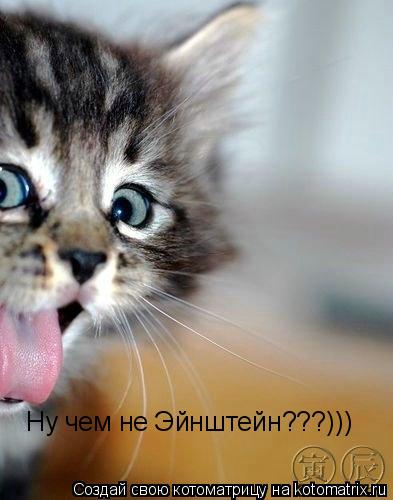 Котоматрица: Ну чем не Эйнштейн???)))
