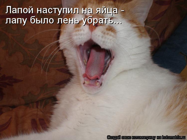 Лапой наступил на яйца - лапу было лень убрать...... Котоматрица: Лапой наступил на яйца - лапу было лень убрать...