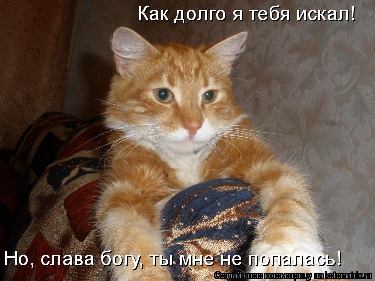 Как долго я тебя искал! Но, слава богу, ты мне не попалась!... Котоматрица: Как долго я тебя искал! Но, слава богу, ты мне не попалась!