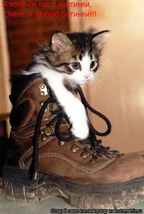 Котоматрица: Очень я люблю ботинки!!! Я котёнок как с картинки,