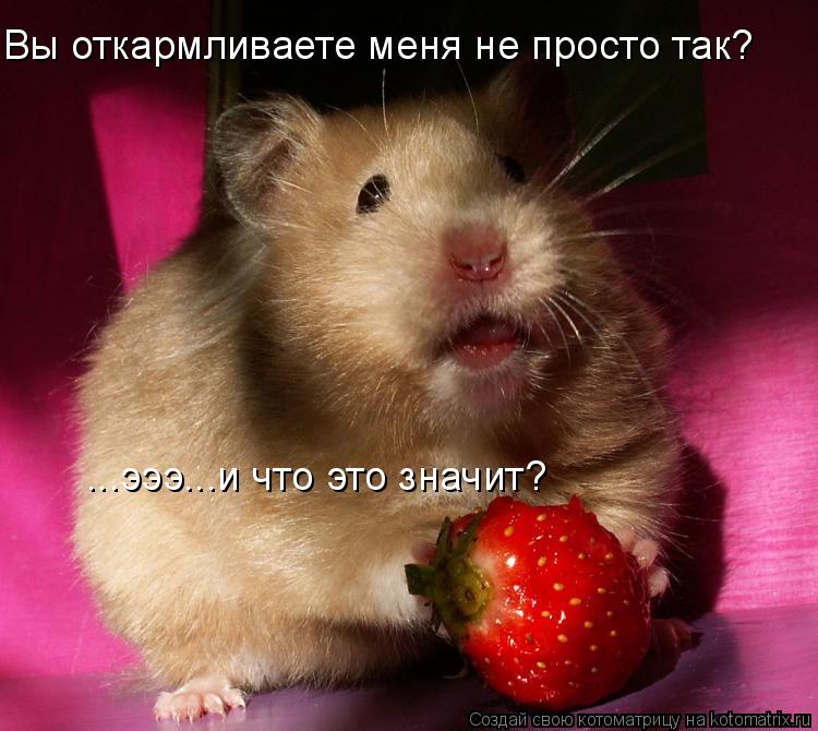 Котоматрица: ...эээ...и что это значит? Вы откармливаете меня не просто так?