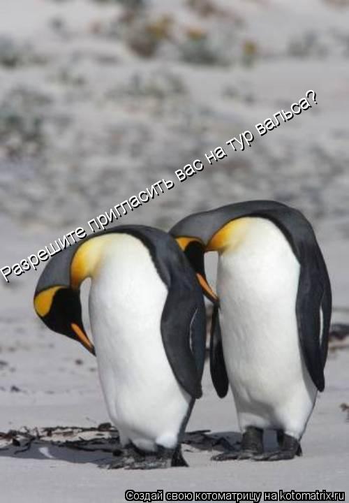 Котоматрица: Разрешите пригласить вас на тур вальса?