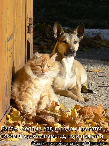 Котоматрица: Листья жёлтые над городом кружатся, тихим шорохом нам под ноги ложатся.