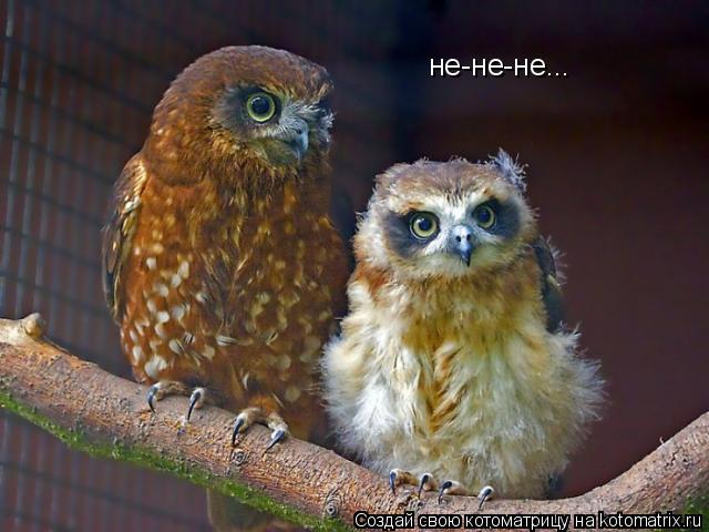 Котоматрица: не-не-не...