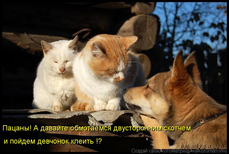 Котоматрица: Пацаны! А давайте обмотаемся двусторонним скотчем, и пойдем девчонок клеить !?