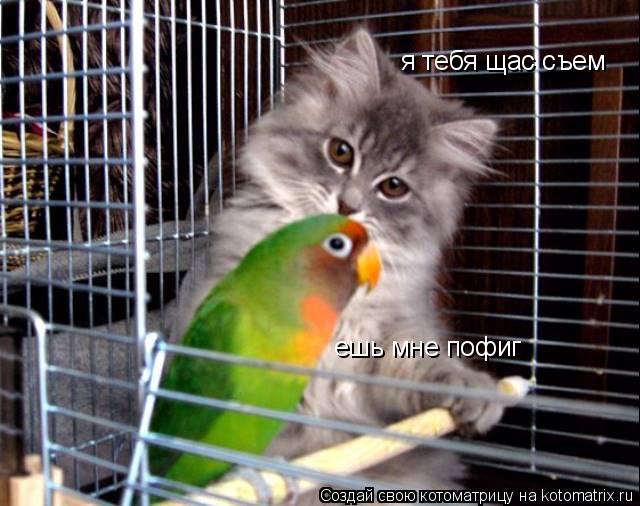 Котоматрица: я тебя щас съем ешь мне пофиг