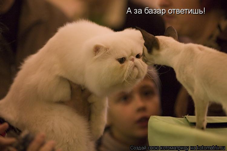 Котоматрица: А за базар ответишь!