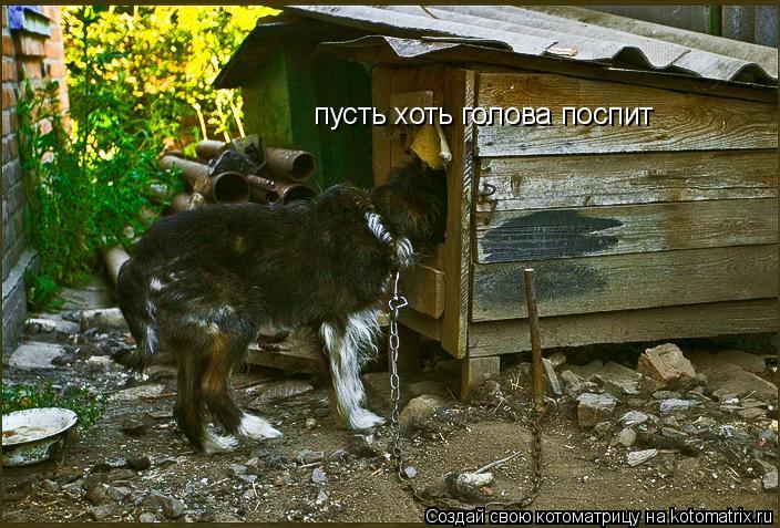 Котоматрица: пусть хоть голова поспит