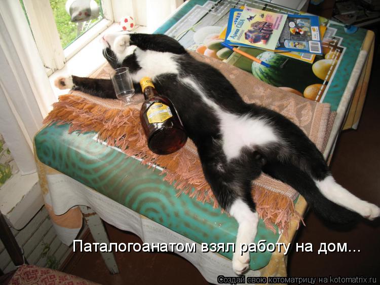 Котоматрица: Паталогоанатом взял работу на дом...
