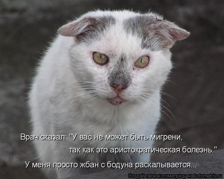 Котоматрица: У меня просто жбан с бодуна раскалывается... Врач сказал: "У вас не может быть мигрени,  так как это аристократическая болезнь."