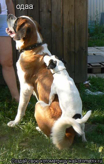 Котоматрица: одаа