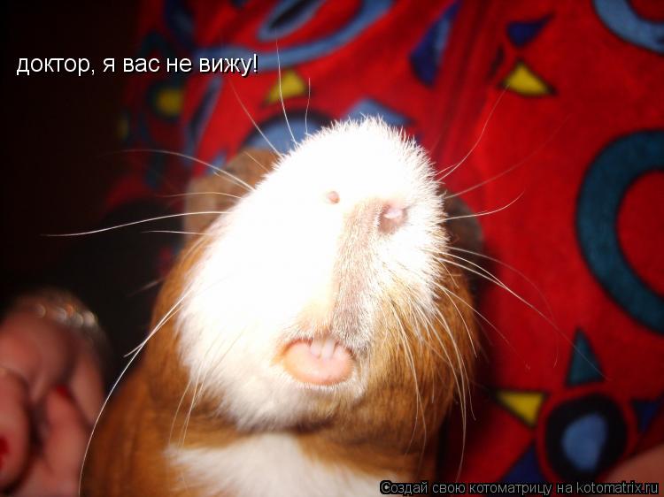 Котоматрица: доктор, я вас не вижу!