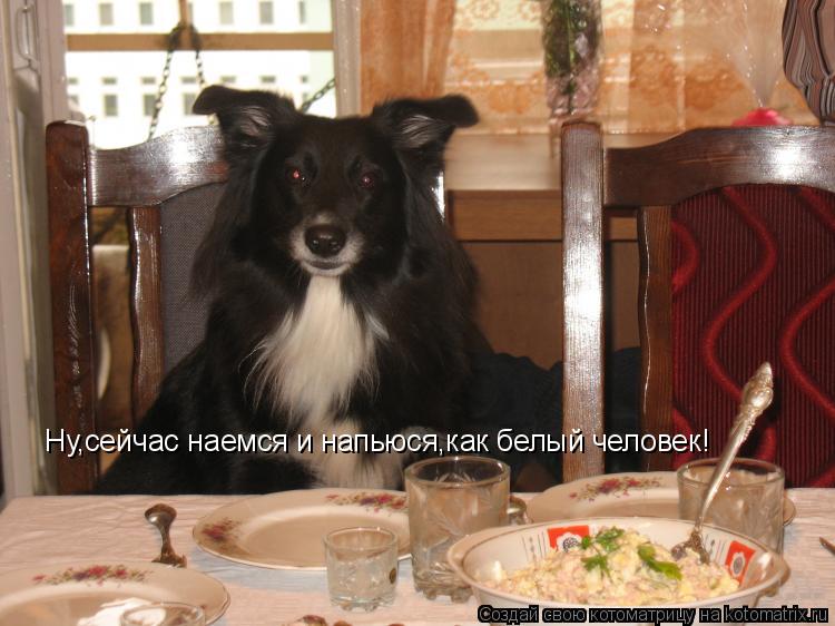 Котоматрица: Ну,сейчас наемся и напьюся,как белый человек!