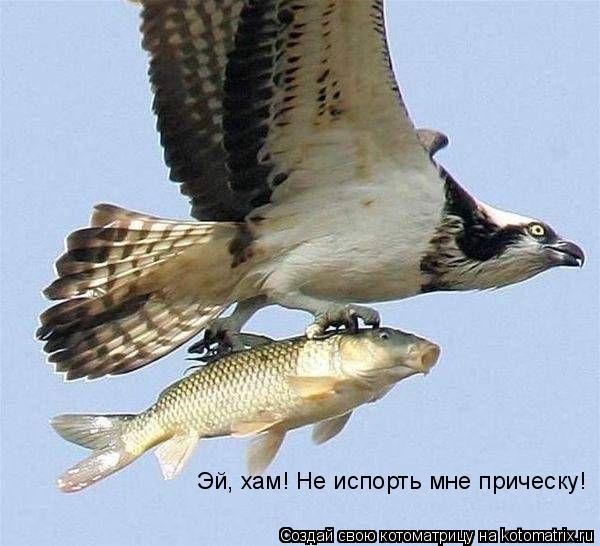 Эй, хам! Не испорть мне прическу!... Котоматрица: Эй, хам! Не испорть мне прическу!